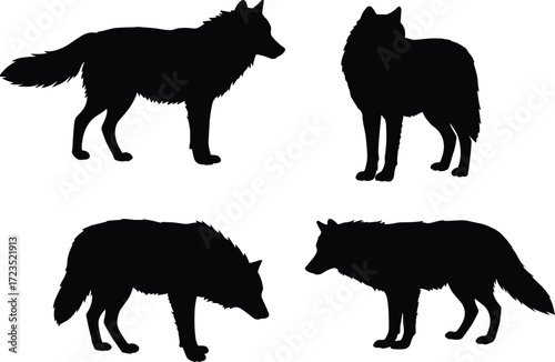Wolf silhouette collection, wild animal poses illustration, predator artwork, wildlife design, nature hunting behavior concept artwork