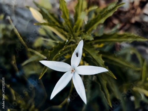 Close-up of delicate white blossom with green leaves in background and tiny insect detail.
