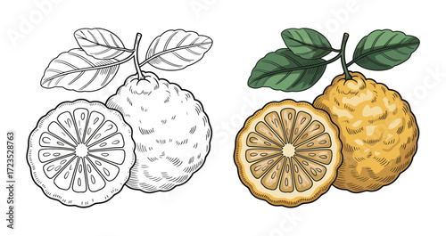 Bergamot citrus fruit, whole and half with leaves, colored and black outline drawing, isolated vector illustration