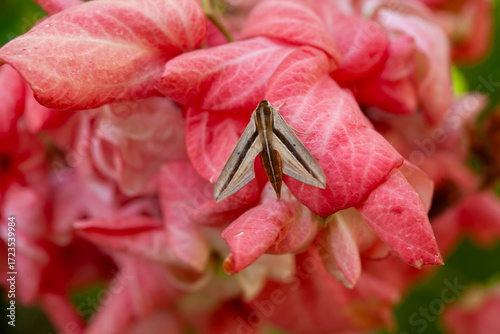 Wildflowers from the forests of Kalimantan