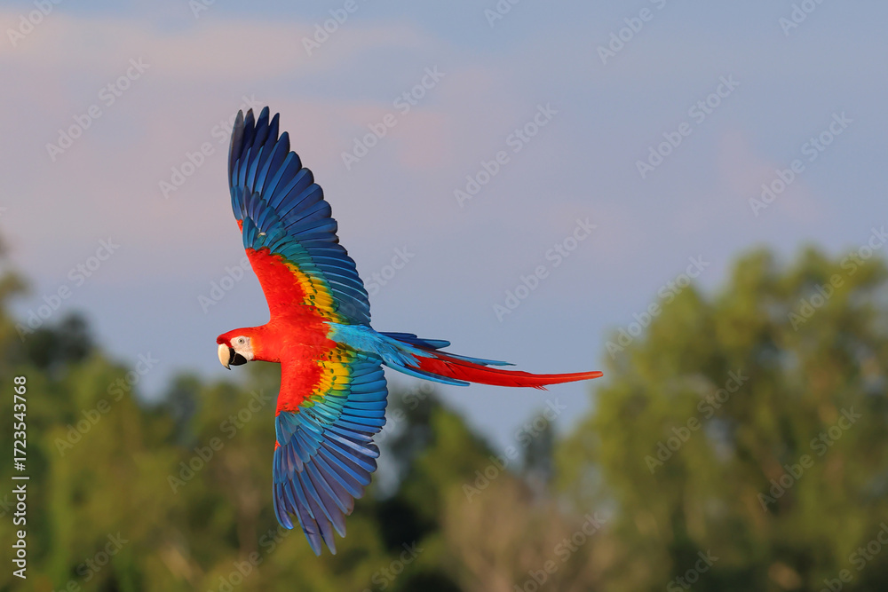 Naklejka premium Colorful Scarlet Macaw parrot flying in the sky. Free flying bird