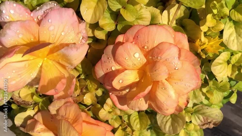 emerald raindrops on flower petals close up