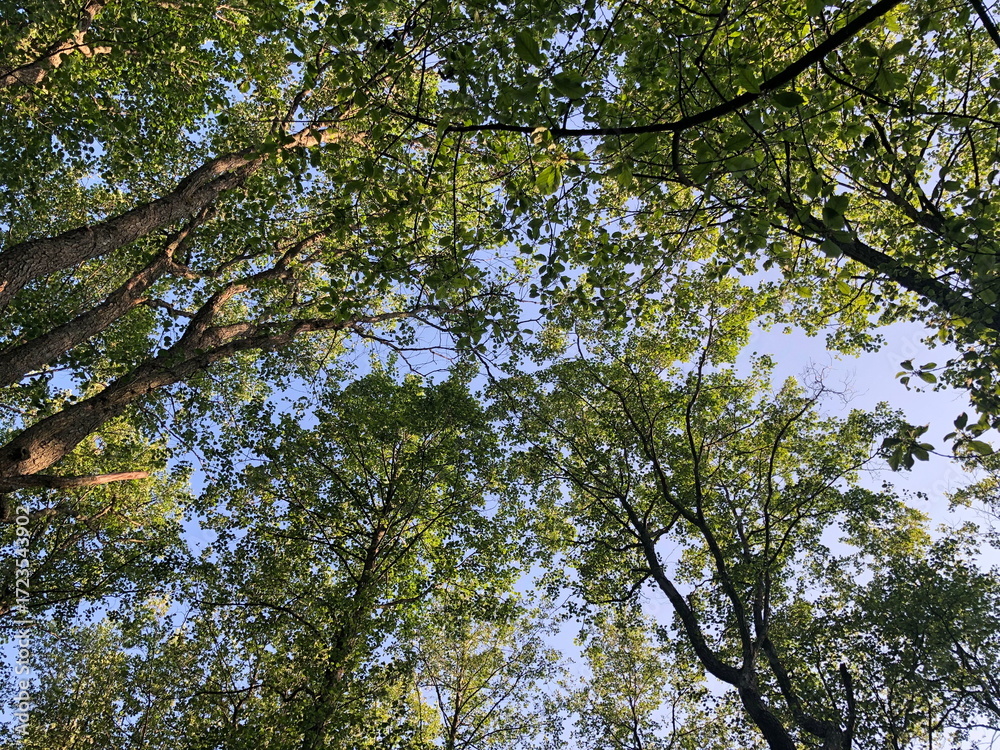 Fototapeta premium forest, summer sunny day, tall trees swaying overhead, low angle view