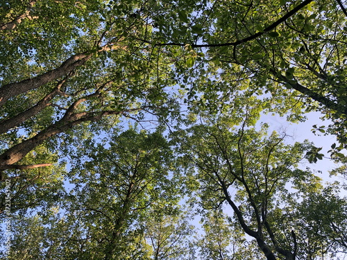 forest, summer sunny day, tall trees swaying overhead, low angle view