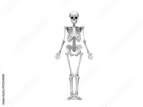 Human skeleton vector illustration, detailed anatomical bone structure, isolated on white background, perfect for medical education, Halloween graphics, spooky decorations and scientific design concep