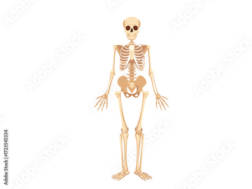 Human skeleton vector illustration, detailed anatomical bone structure, isolated on white background, perfect for medical education, Halloween graphics, spooky decorations and scientific design concep