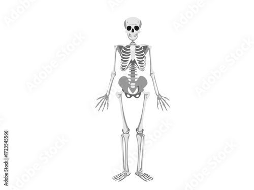 Human skeleton vector illustration, detailed anatomical bone structure, isolated on white background, perfect for medical education, Halloween graphics, spooky decorations and scientific design concep