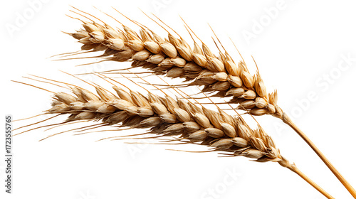 Two Golden Wheat Stalks:  Close-up Studio Shot, Isolated on Black Background, Rustic, Harvest Theme.