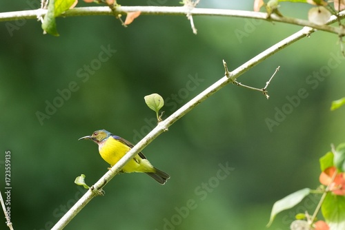 Sunbird, living naturally in a public park in Bangkok, Thailand.