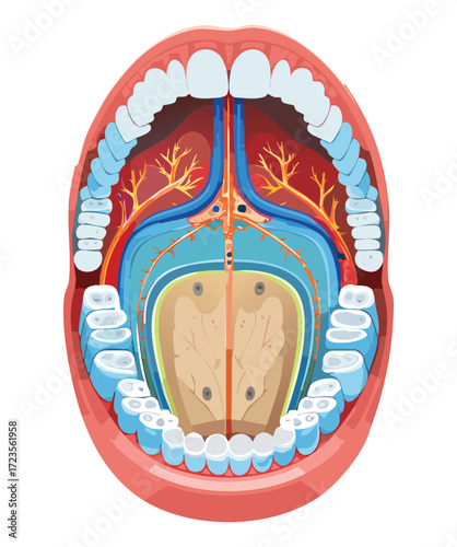 A longitudinal cross-section of the oral cavity and jawbone, showing the internal structure of the teeth, gums, and surrounding bone for dental and medical education	