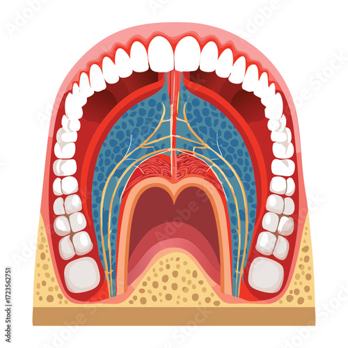 A complex anatomical cross-section illustration of the oral and nasal cavity, detailing the layers of tissue, bone, and the path of nerves and blood vessels	