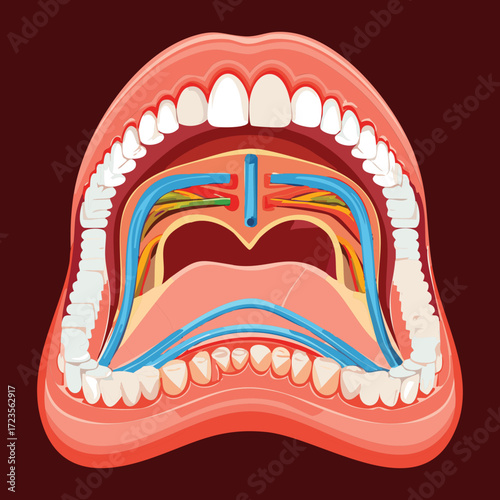 An elegant anatomical view of the open mouth, highlighting the deep internal structures of the pharynx, tongue, and glands against a minimalist dark background	