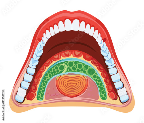 A simple anatomical illustration of the open mouth, focusing on the palatal arch, uvula, and tonsil area, with distinct color-coded muscle and tissue layers	