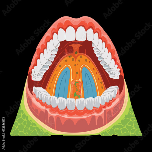 An overhead anatomical view of the open mouth, highlighting the hard and soft palates, tonsils, and the back of the throat, against a minimalist black background	