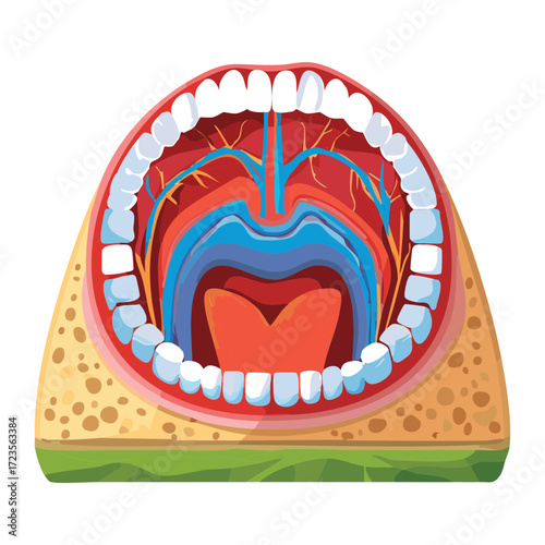 An educational diagram showing the internal structures of the pharyngeal and oral regions, including the vocal cords and epiglottis, viewed through the open mouth	