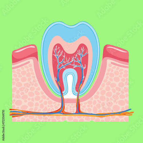 A longitudinal cross-section diagram of a healthy tooth, showing the layers from enamel to the pulp cavity and the root apex in the jawbone	
