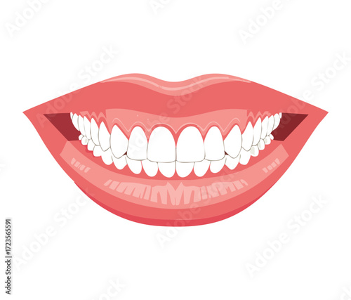 Detailed cross-section of a developing permanent tooth erupting, showing the root formation and periodontal ligament structure within the jawbone	