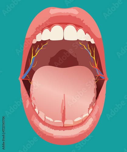 An educational illustration showing the proper technique for cleaning the tongue and removing bacteria with a tongue scraper or brush in the open mouth	