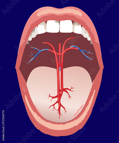 Detailed anatomical illustration of the open mouth, highlighting the deep arterial and venous supply to the tongue and the floor of the oral cavity	