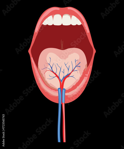 Minimalist anatomical illustration of the open mouth, focusing solely on the major arteries and veins in the oral floor against a dark background for high contrast	