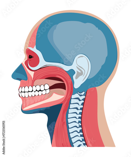 Sagittal view cross-section of the human head, detailing the anatomy of the oral cavity, larynx, pharynx, and skeletal structure	