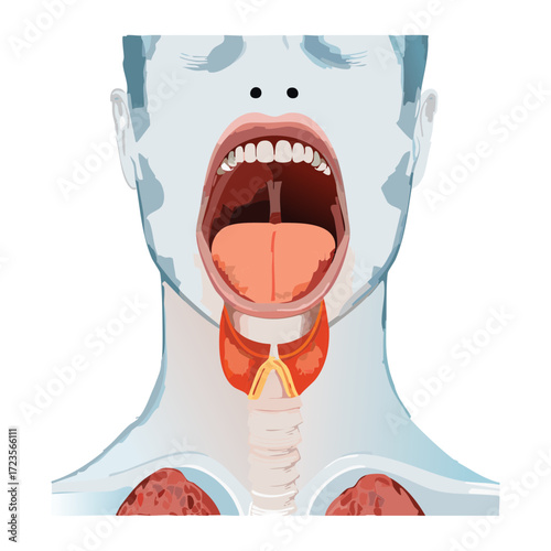 Transparent illustration of a person's head and neck, showing the internal throat structure, thyroid, and salivary glands	
