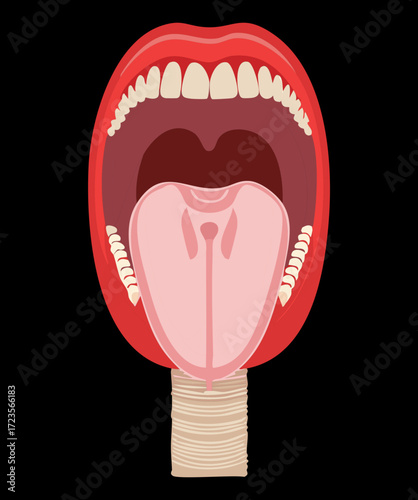 Anatomical illustration of the underside of the human tongue, showing the lingual frenulum, veins, and floor of the mouth	