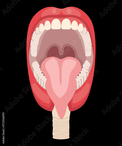Close-up anatomical illustration of the human mouth and throat, showing the tongue, uvula, and soft palate in detail	