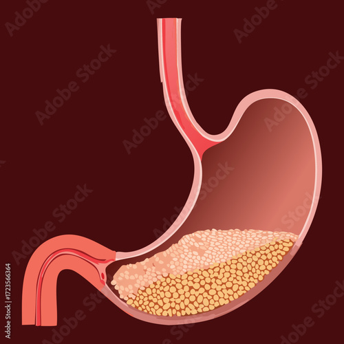 Cross-section of the stomach, showing the contents and the release of gastric juices for the continuation of food breakdown	