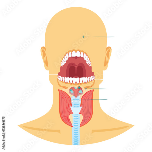 Anatomy illustration of the human mouth, pharynx, and larynx, detailing the upper part of the digestive and respiratory systems	