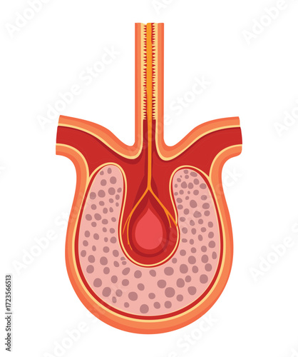 Cross-section of the human esophagus wall, showing the distinct tissue layers and connection to the upper digestive tract	