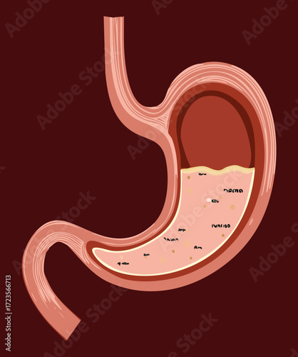 Detailed cross-section anatomy of the human stomach, illustrating the layers of the wall and internal gastric folds (rugae)	