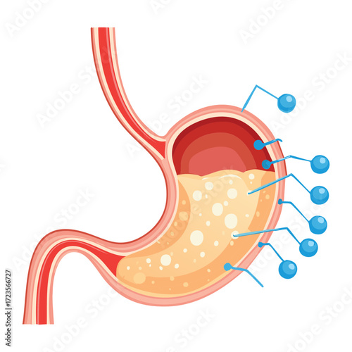 Microscopic Process in the Stomach Illustrating Nutrient Absorption or Acid Interaction with Tiny Food Particles	