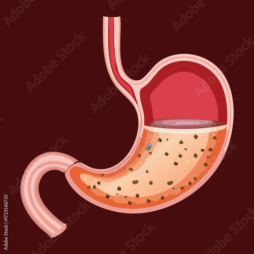 Anatomical View of the Stomach Content Showing Finely Mixed Chyme During the Primary Phase of Digestive Activity	