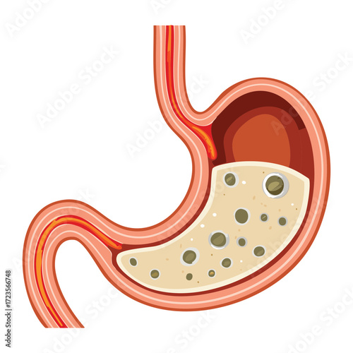 Gastric Organ Diagram Highlighting the Presence of Liquid and Minimal Food Residue Signifying the End of the Digestion Cycle	