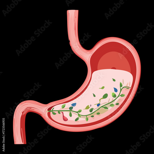 Stomach Anatomy Showing the Digestion of Fiber and Plant-Based Food Material During the Complex Gastric Process	