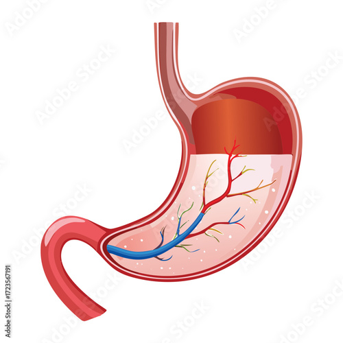 Cross-Sectional View of the Stomach Wall Layers Showing Muscle Structure and Secretion of Gastric Acid for Digestion	
