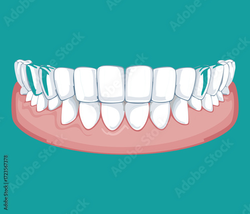Complete Set of Human Teeth Illustrating a Full Healthy Dentition and Perfect Occlusion for General Dentistry Topics	