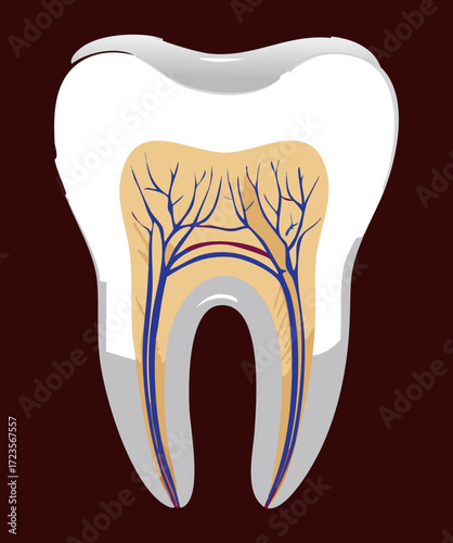 Incisor Tooth Anatomy Cross-Section Emphasizing the Intricate Network of Nerves and Blood Vessels within the Dental Pulp	