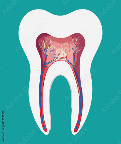Detailed cross-section anatomy of a molar tooth, illustrating the pulp, nerve, blood vessels, and root canal structure	