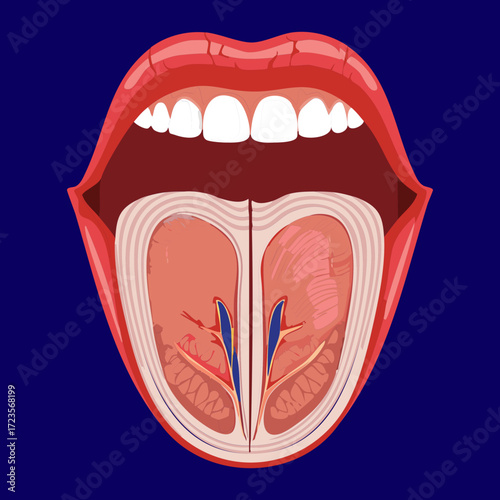 Cross-Sectional Anatomy of the Tongue Showing Intrinsic Muscles and Extrinsic Muscle Groups	