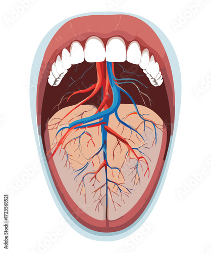 Detailed Anatomical View of the Human Oral Cavity Showing Teeth Gums Blood Vessels and Nerves for Educational Purposes	
