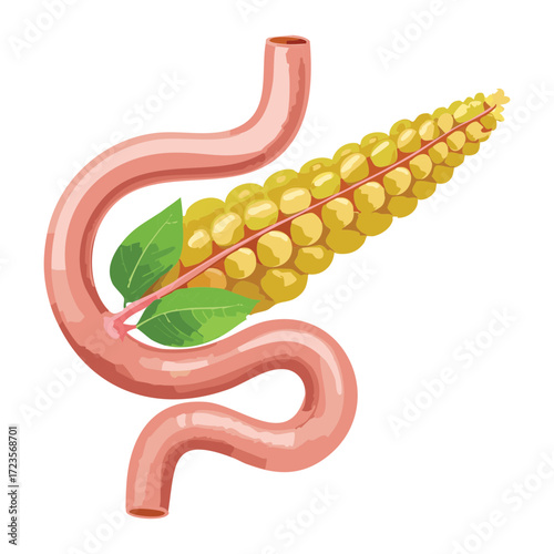 Anatomy of the Pancreas and Spleen Area Showing Duct System and Proximity to the Stomach	