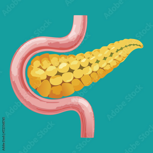 Detailed Anatomy of the Pancreas and Duodenum Interconnection for Digestive Enzyme Secretion	