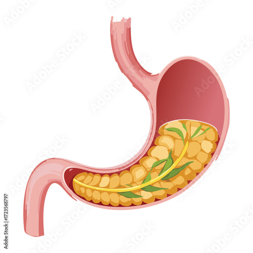 Anatomy of the Human Stomach and its Structure for Storage and Early Chemical Digestion of Food	