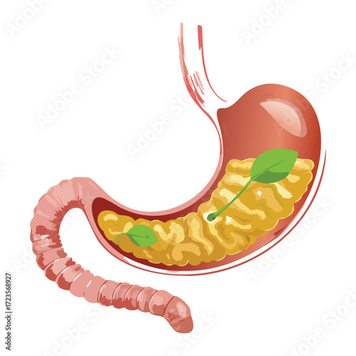 Human Stomach Anatomy Post-Meal Showing Food Bolus Being Mixed with Gastric Juices and Enzymes	