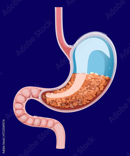 Cross-section view of the stomach and intestines filled with digesting food, emphasizing the acid and muscle action	