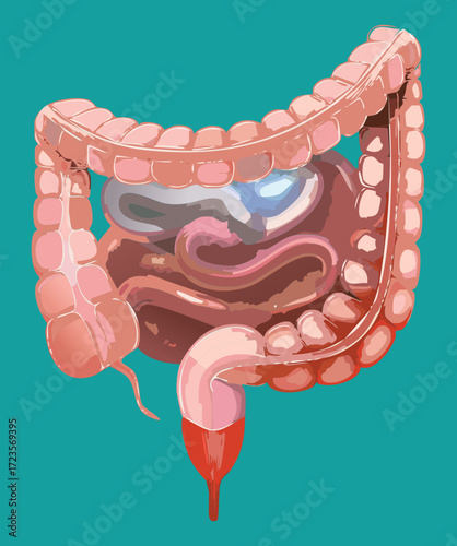 Anatomy diagram illustrating the major internal digestive organs, including the stomach, small, and large intestines	