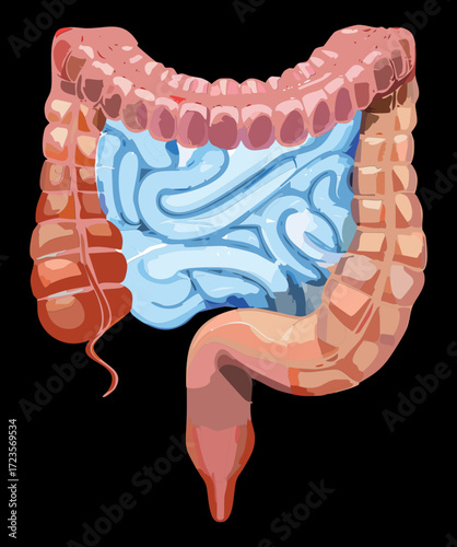 Medical 3D Illustration of Gastrointestinal Tract Showing Stomach, Small and Large Intestines	
