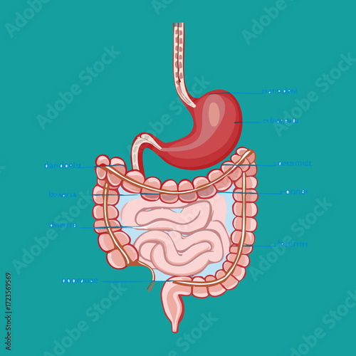 Gut Microbiota Concept Showing Beneficial Bacteria and Probiotics within the Small Intestine	